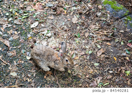 【大久野島】自由に遊ぶウサギさん 84540281