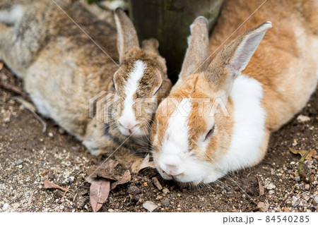 【大久野島】寄り添うウサギさん 84540285