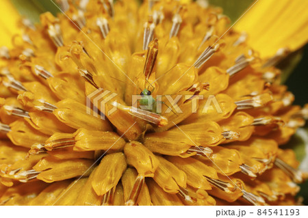 花の中のウスモンミドリカメムシ 84541193