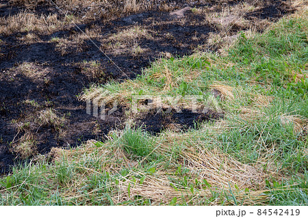 Burnt old dry grass. Fire accident, extremely hot weather and nature Burnt old dry grass. Fire accident, extremely hot weather and nature 84542419