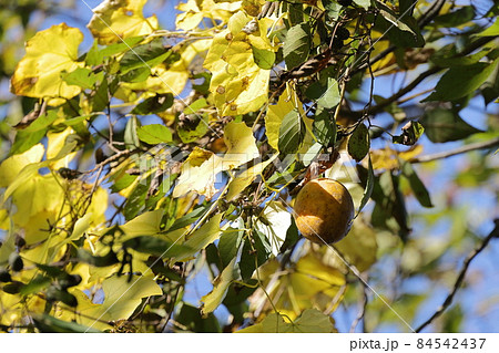 自然　植物　キカラスウリ、梢から垂れ下がった丸くて黄色い実。葉も黄葉しています 84542437