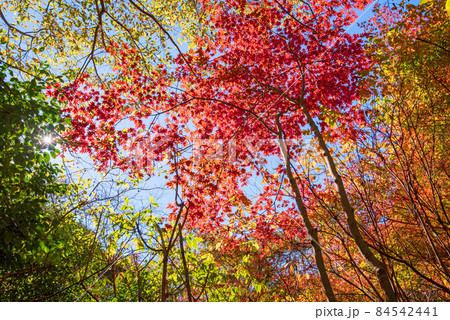 小平の里　鍾乳洞出入口付近の紅葉　秋の風景 84542441