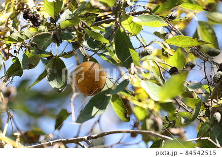 自然　植物　キカラスウリ、十一月の公園。ハンノキの梢に場違いな黄色い果実、カラスウリの親戚です 84542515
