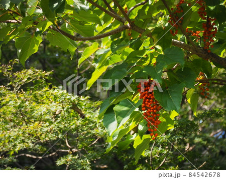 イイギリ 84542678