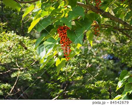 イイギリ 84542679