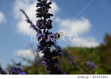 秋 花畑 コスモス 84542881