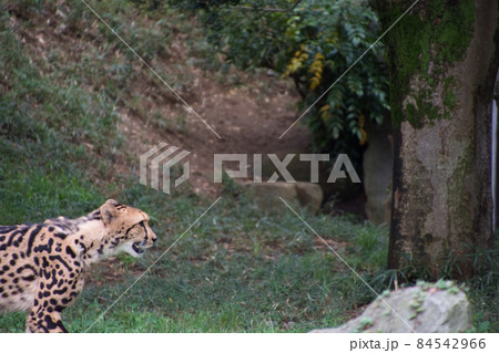 キングチーター キングチーター 84542966