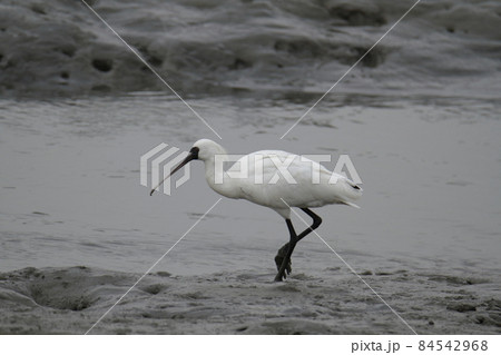 荒尾市　大島漁港　ヘラサギ、 84542968