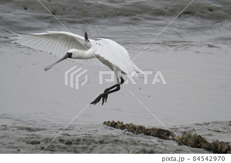 荒尾市　大島漁港　ヘラサギ、 84542970