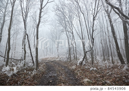 Winter forest frosty landscape wit fog Winter forest frosty landscape wit fog 84543906