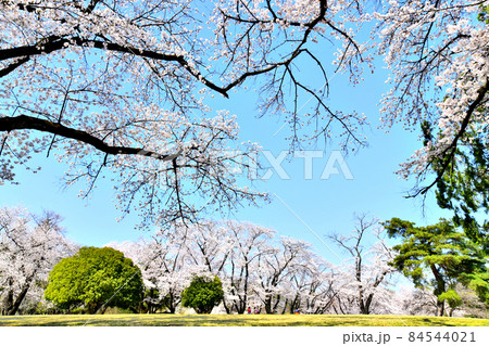 狭山稲荷山公園(埼玉県狭山市)【2020.3】 84544021