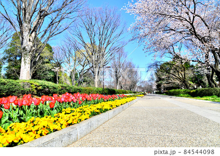 都立 小金井公園(東京都小金井市)【2020.3】 都立 小金井公園(東京都小金井市)【2020.3】 84544098