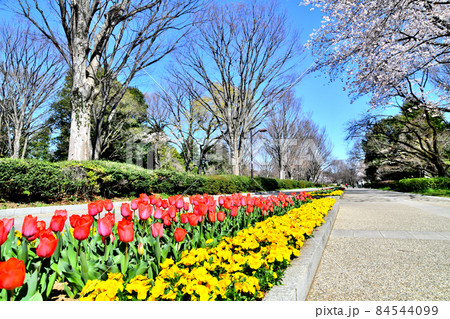 都立 小金井公園(東京都小金井市)【2020.3】 都立 小金井公園(東京都小金井市)【2020.3】 84544099