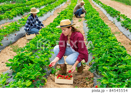Team of farmers picking strawberry at farm Team of farmers picking strawberry at farm 84545554