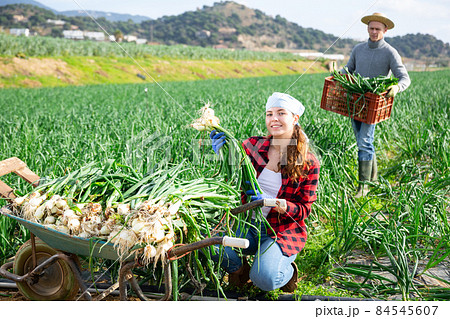 Smiling young girl harvesting spring onions on farm plantation Smiling young girl harvesting spring onions on farm plantation 84545607