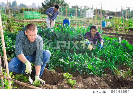 Farmer weeds green cabbage on farm field Farmer weeds green cabbage on farm field 84545694