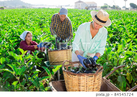 Three hardworking farmers harvest ripe eggplants Three hardworking farmers harvest ripe eggplants 84545724