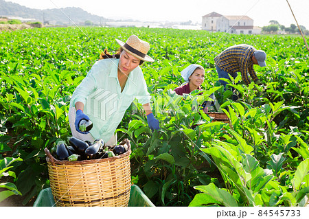 Asian female farm worker gathering crop of aubergines Asian female farm worker gathering crop of aubergines 84545733