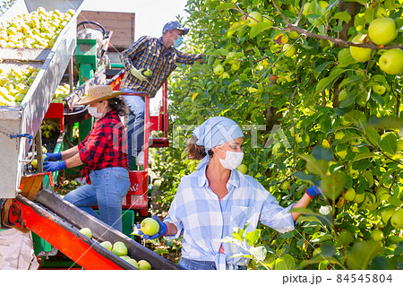 Young woman in masks harvesting ripe apples in farm garden Young woman in masks harvesting ripe apples in farm garden 84545804