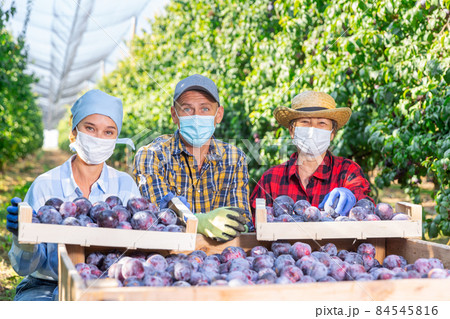 Three plantation workers with boxes full of plums Three plantation workers with boxes full of plums 84545816