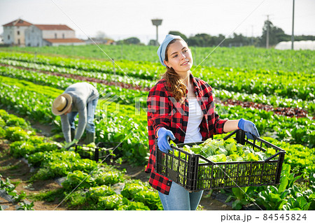 Female farmer carries box with harvest of salad 84545824