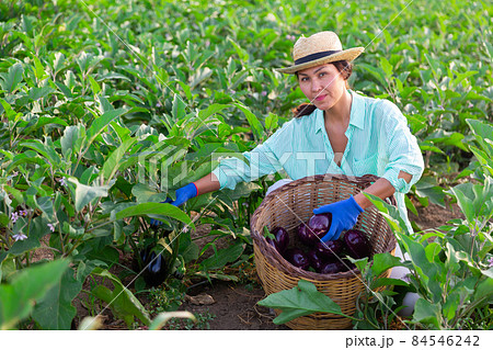 Woman harvesting eggplants Woman harvesting eggplants 84546242