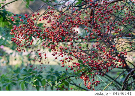 ノイバラの赤い実 84546541