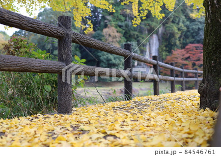イチョウに石仏 84546761