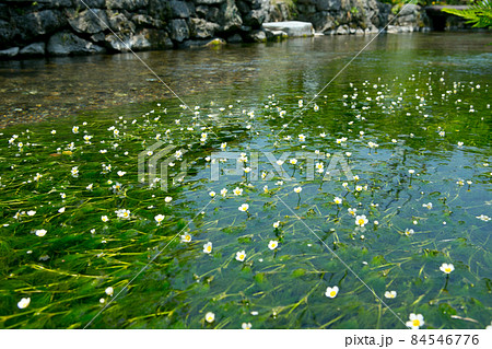 川面の梅花藻 川面の梅花藻 84546776