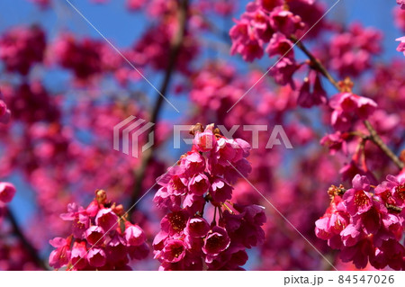 寒緋桜を見上げる 寒緋桜を見上げる 84547026