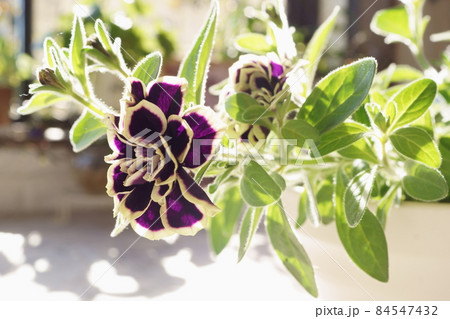 窓辺の黒真珠ペチュニア 窓辺の黒真珠ペチュニア 84547432