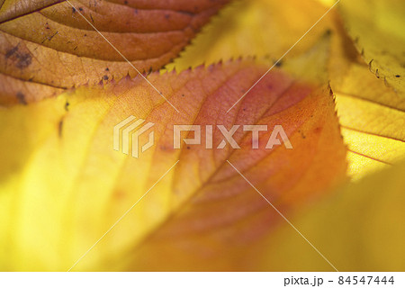 赤や黄色、オレンジ色に色づいた葉のクローズアップ写真です。 赤や黄色、オレンジ色に色づいた葉のクローズアップ写真です。 84547444