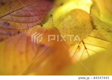 赤や黄色、オレンジ色に色づいた葉のクローズアップ写真です。 84547445