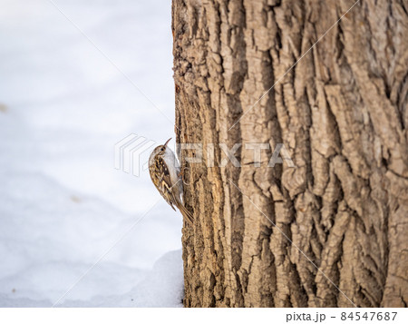 Little bird Eurasian treecreeper crawling on a tree in winter. Nature background. Bird: Short toed Treecreeper. Certhia brachydactyla. 84547687