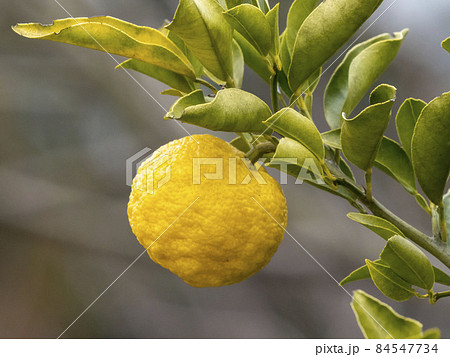 ユズの実 84547734