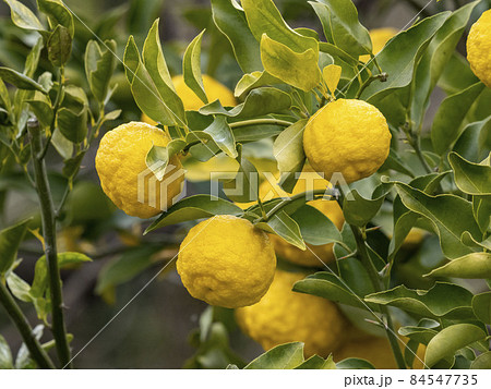 ユズの実 84547735