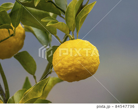 ユズの実 84547736