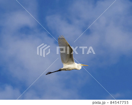 青空を飛ぶダイサギ 青空を飛ぶダイサギ 84547755