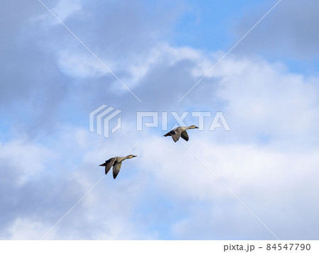 空を飛ぶ二羽のカルガモ 空を飛ぶ二羽のカルガモ 84547790