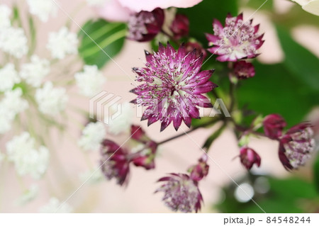 アストランティア スターオブファイヤー アストランティア スターオブファイヤー 84548244