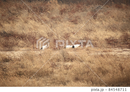 晴れ 外 睡眠 84548711