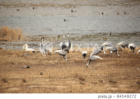 物価 渡り鳥 鳥 84549272