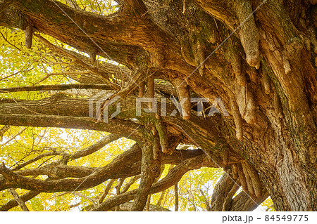 和歌山県 福定の大銀杏 和歌山県 福定の大銀杏 84549775