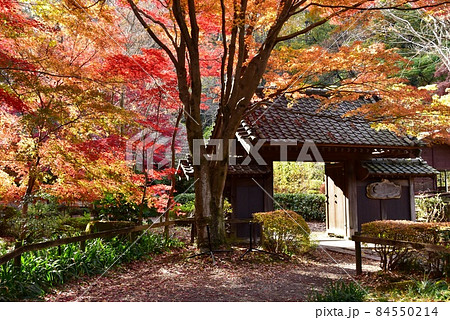 町田市薬師池公園色彩の杜　薬医門と色鮮やかな紅葉 84550214