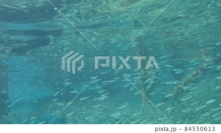 マレーシア　コタキナバル　ガヤ島の魚 84550613