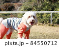 犬服を着て笑顔で飼主を呼ぶミニチュアサイズのオーストラリアンラブラドゥードル 84550712