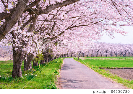 都幾川桜堤 84550780