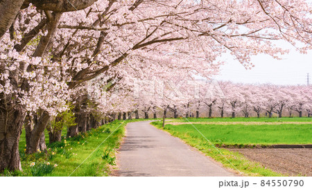 都幾川桜堤 84550790