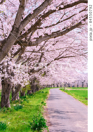 都幾川桜堤 都幾川桜堤 84550792