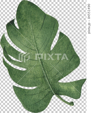 Green leave watercolor clipart png Green leave watercolor clipart png 84551490